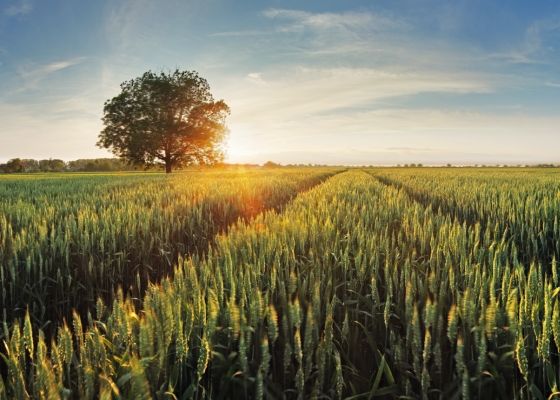 Agricultural scene with field of wheat and tree